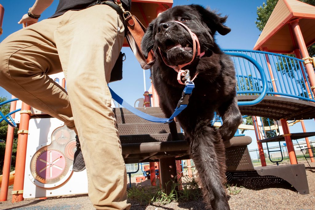Happy dog at a playground