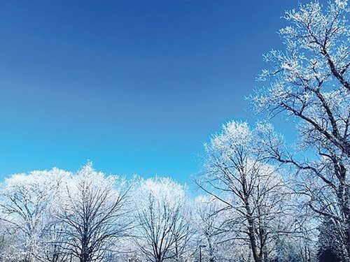 frosty trees at Carleton