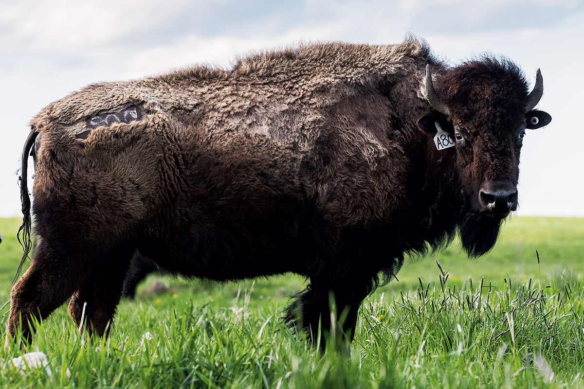 American bison