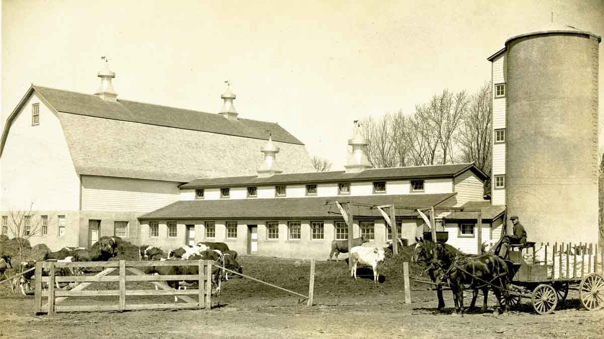 Barn, cattle, and horse-drawn cart