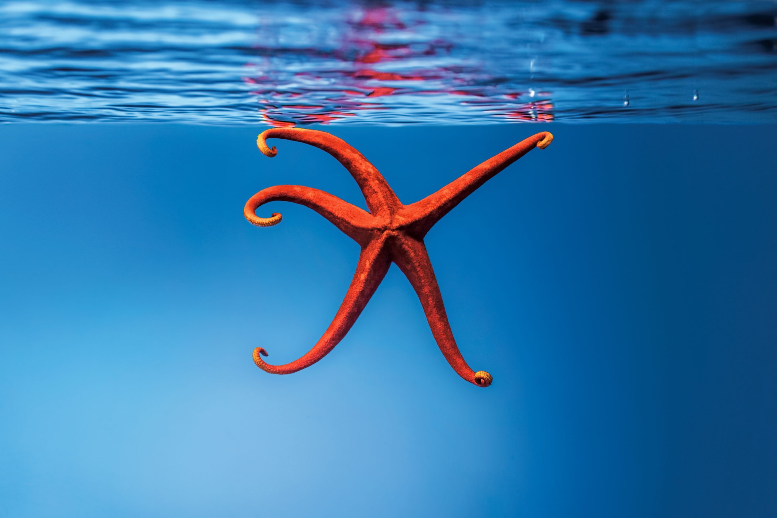 starfish