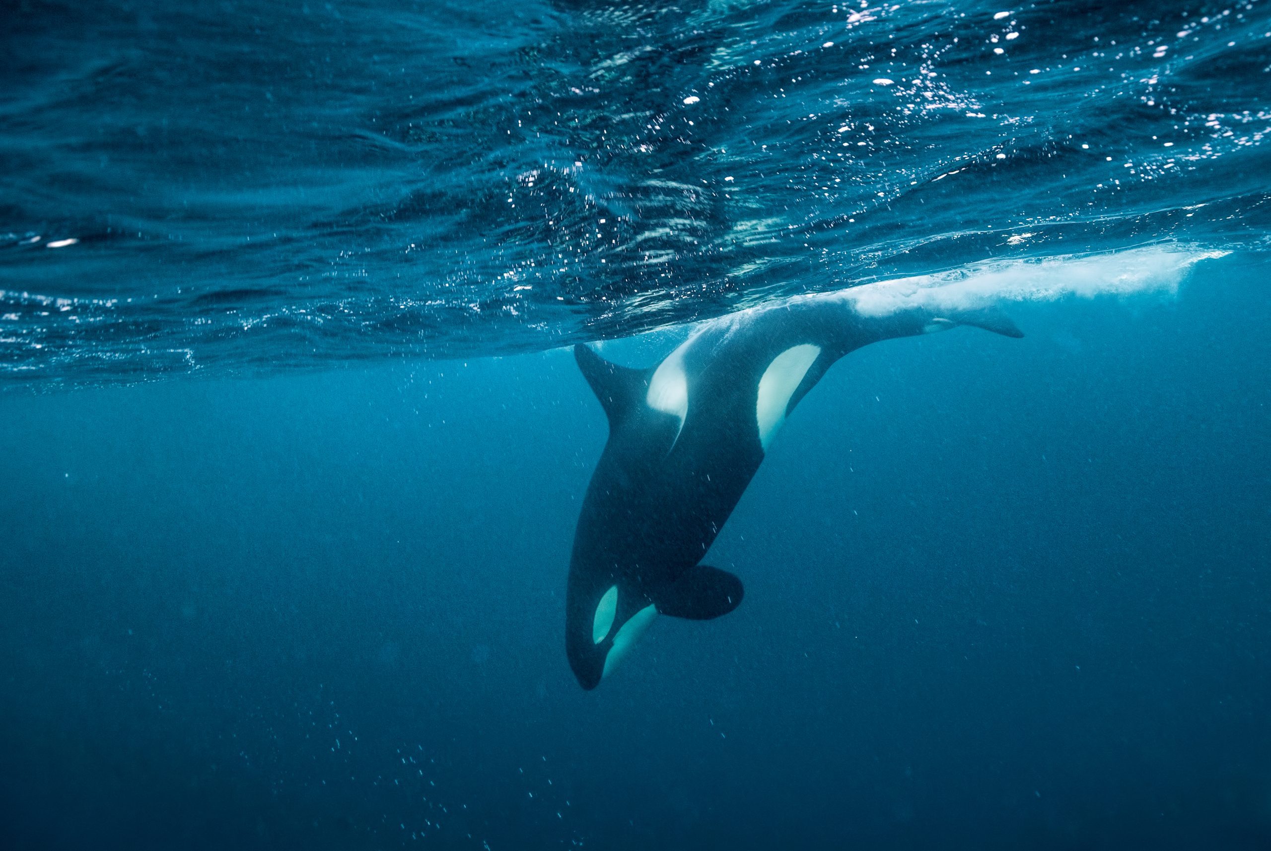 orca
