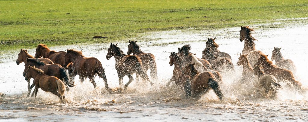 Mongol Derby