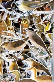 Birds6.jpg