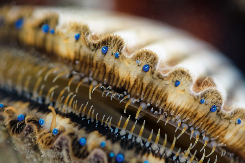 Closeup of a scallop, showing its eyes, tentacles, and ganglia