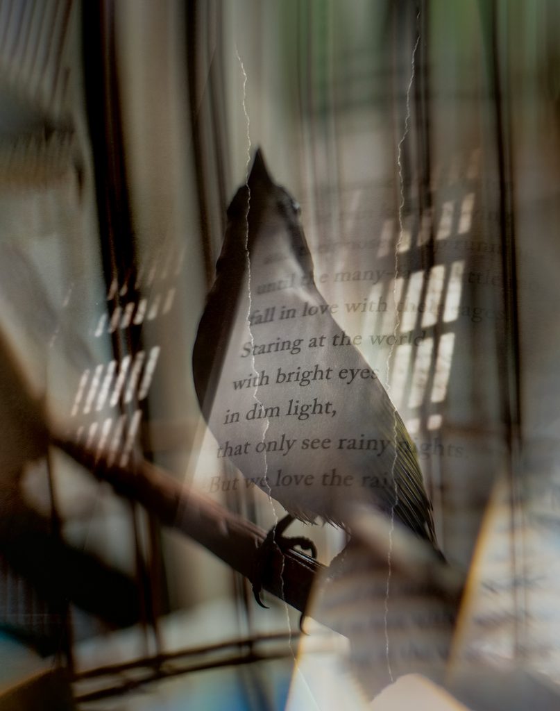 Photo illustration of a bird with a poem superimposed over it