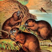Antique lithograph print of beavers making dams