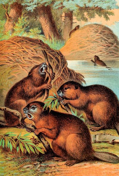 Antique lithograph print of beavers making dams