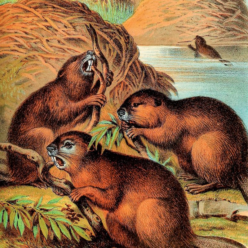 Antique lithograph print of beavers making dams