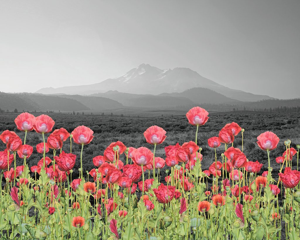 composite photo of colorful poppies in the foreground and a black & white mountain landscape in the background