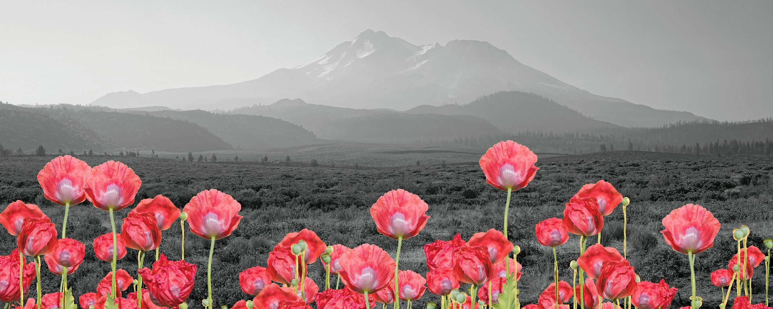 composite photo of colorful poppies in the foreground and a black & white mountain landscape in the background