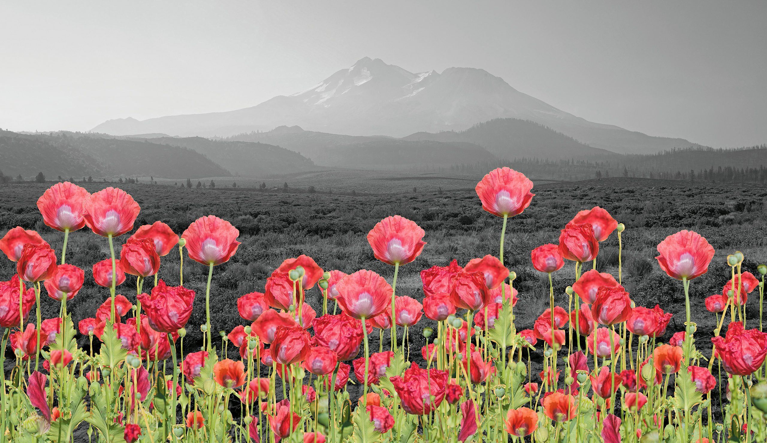 composite photo of colorful poppies in the foreground and a black & white mountain landscape in the background