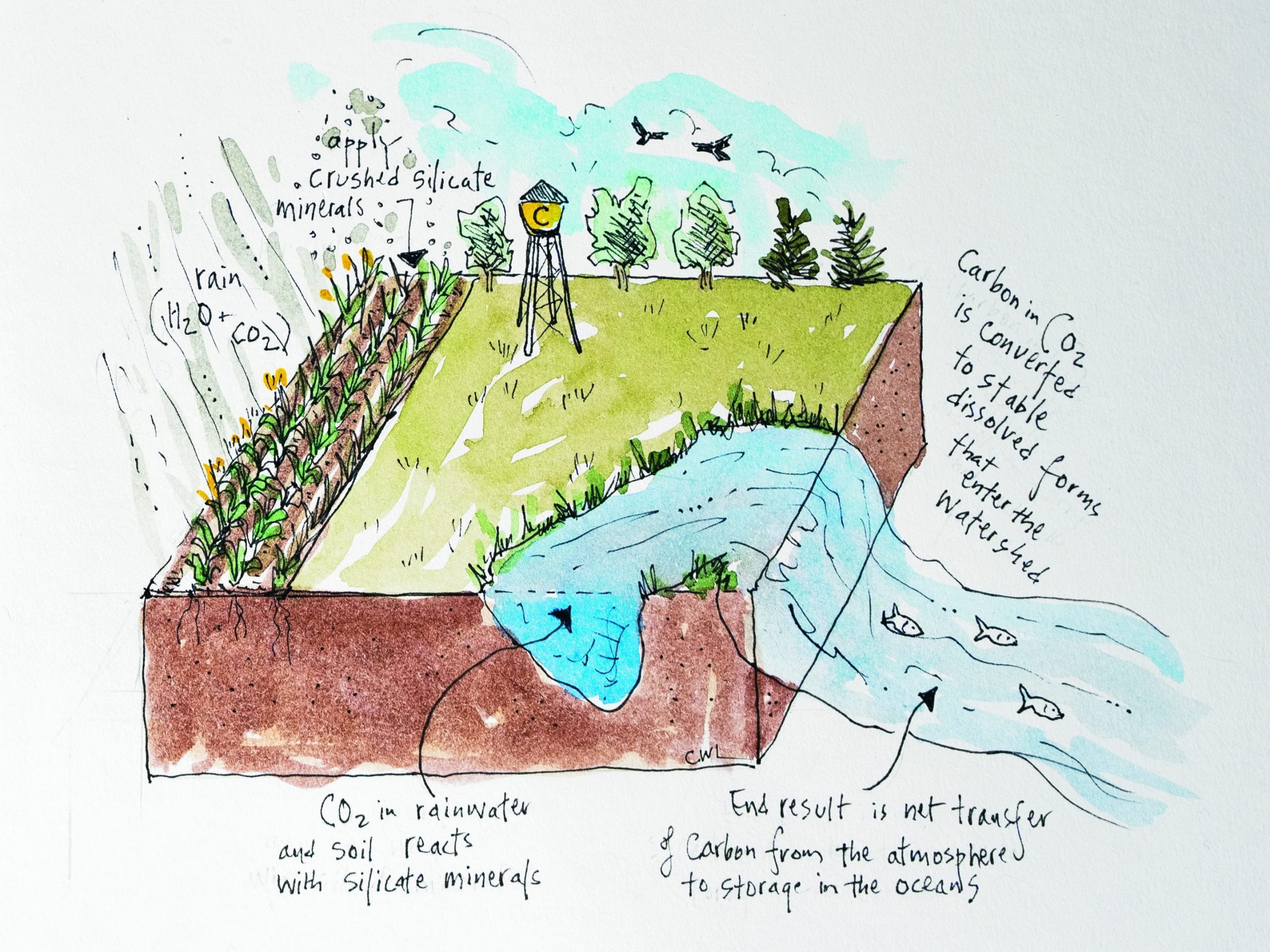 Watercolor illustration of the process of carbon removal through soil