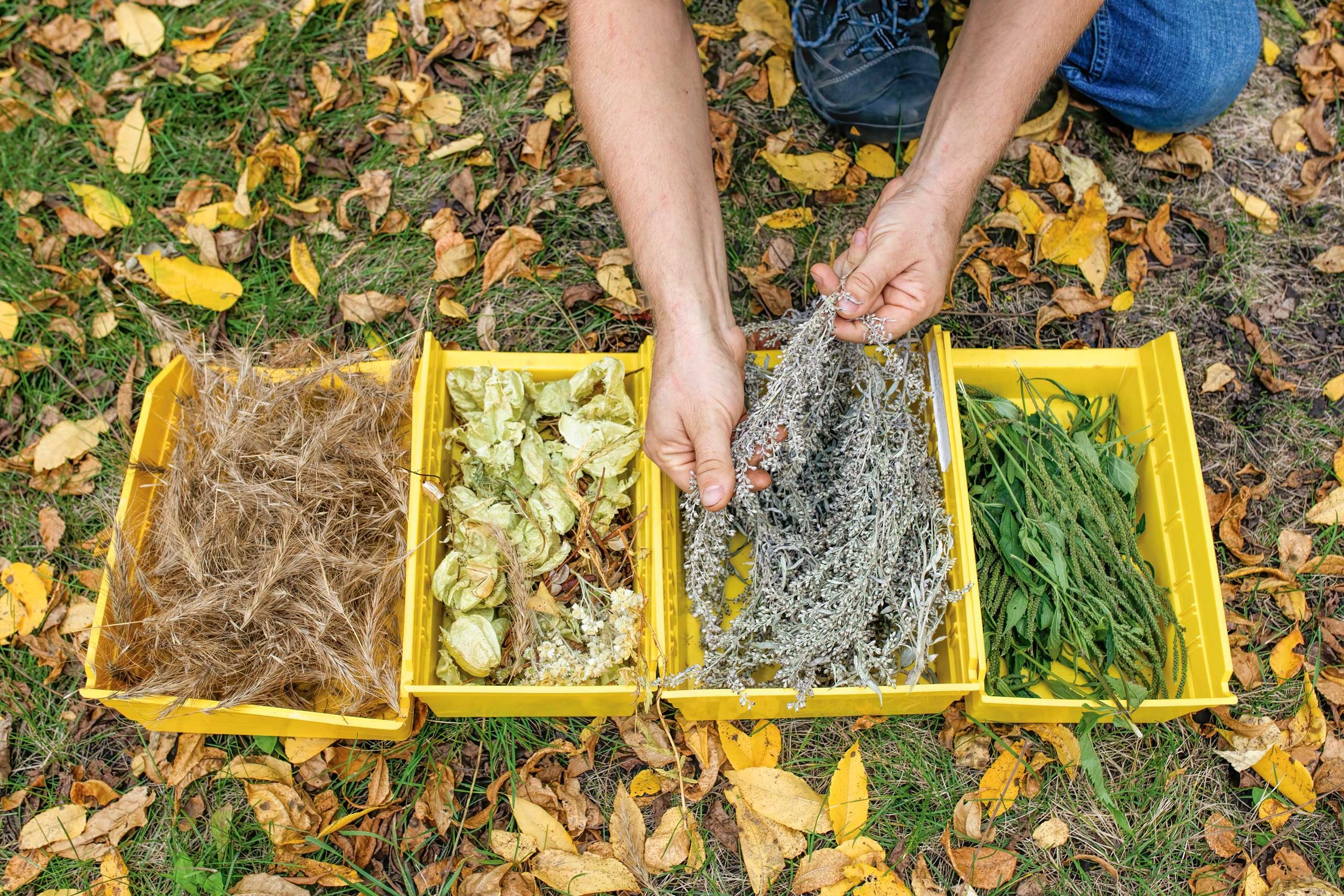 Collecting seeds in the Arboretum
