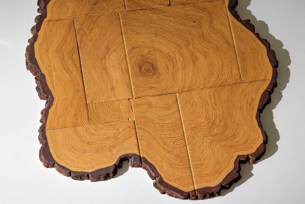 wood slab showing tree rings