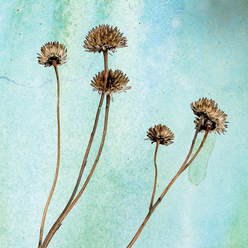 Dried plants from the Carleton Arboretum
