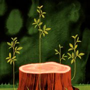 Illustration of a cut tree stump with fresh green shoots rising from it