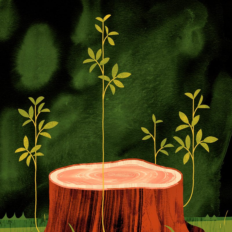 Illustration of a cut tree stump with fresh green shoots rising from it