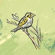 Illustration of a Henslow's sparrow, a rare bird found in the Carleton Arboretum