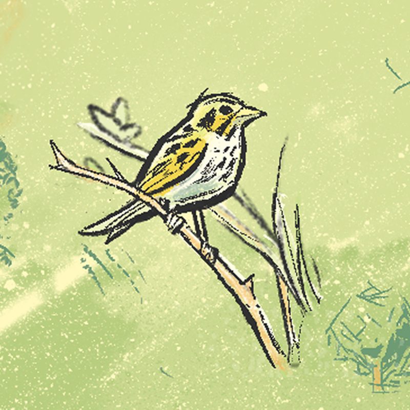 Illustration of a Henslow's sparrow, a rare bird found in the Carleton Arboretum