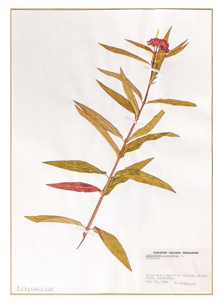 A pressed milkweed specimen
