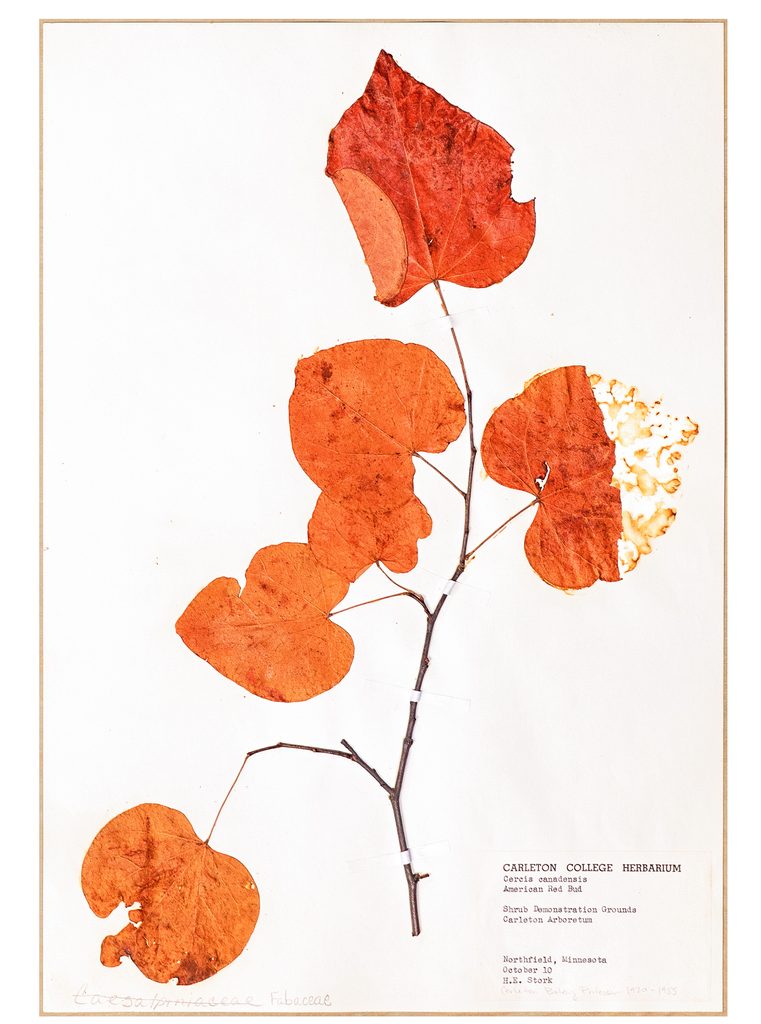pressed American red bud was