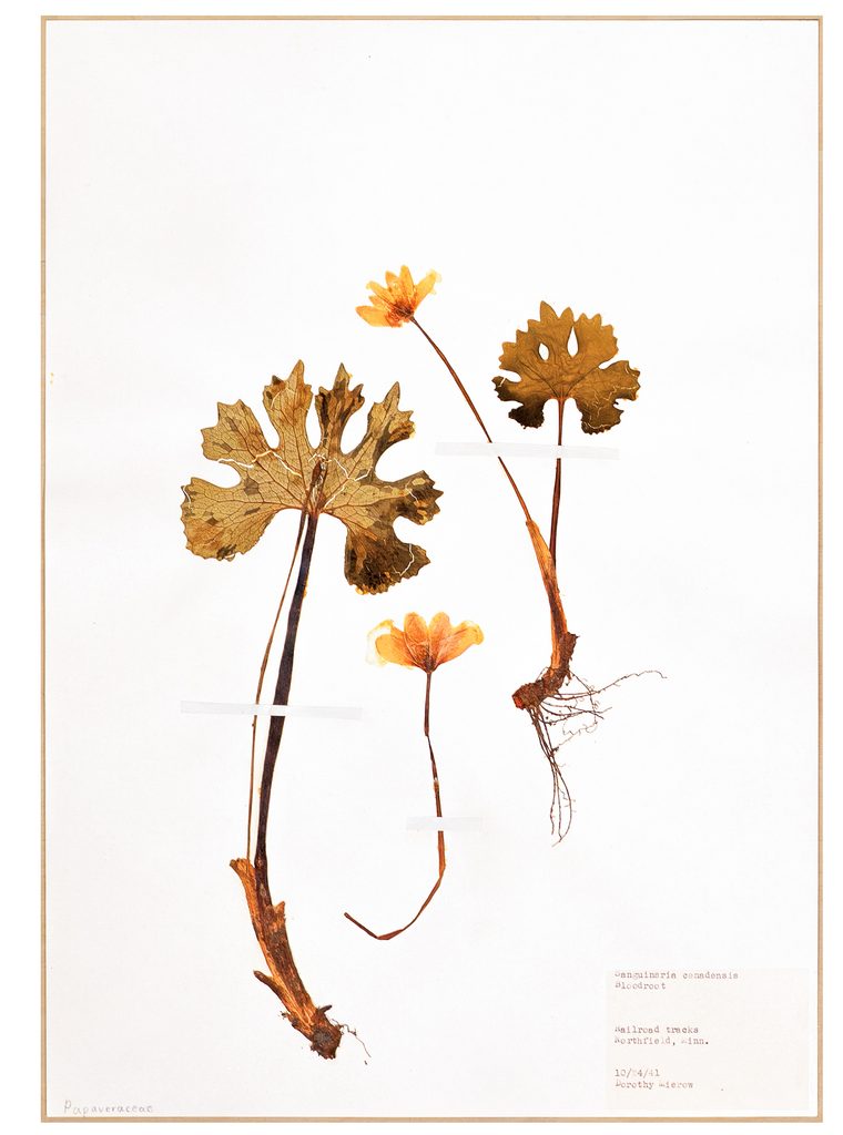 pressed bloodroot specimen