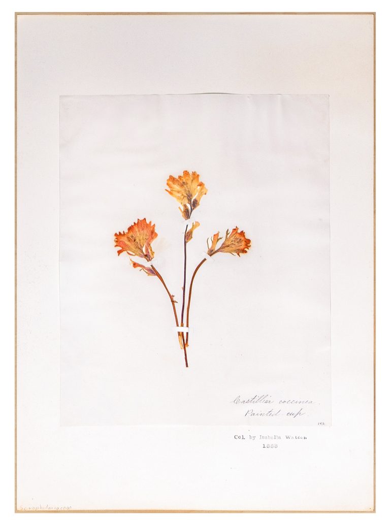 An 1883 pressing of painted cup (or scarlet paintbrush)