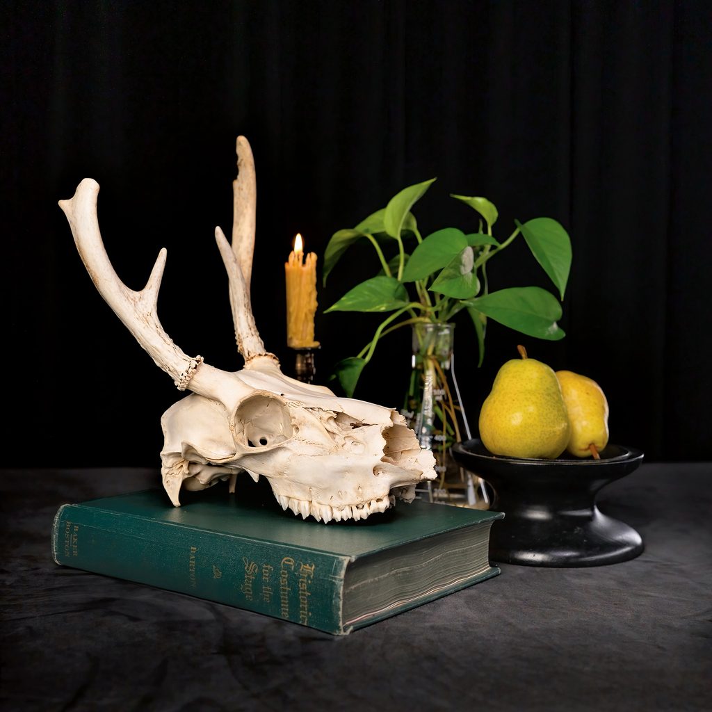 animal skull on a table