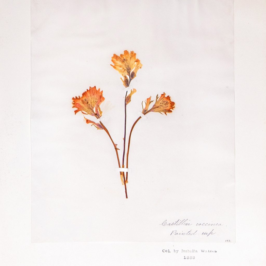 An 1883 pressing of painted cup (or scarlet paintbrush)