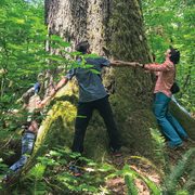 A group of friends hold hands around the trunk of an enormous tree