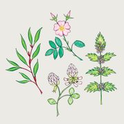 Illustration of arboretum plants