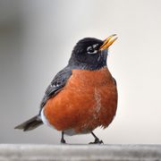 A plump American robin