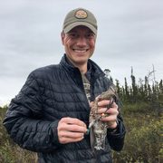 Nathan Senner '04 holding and banding a Hudsonian godwit in an Alaskan marsh