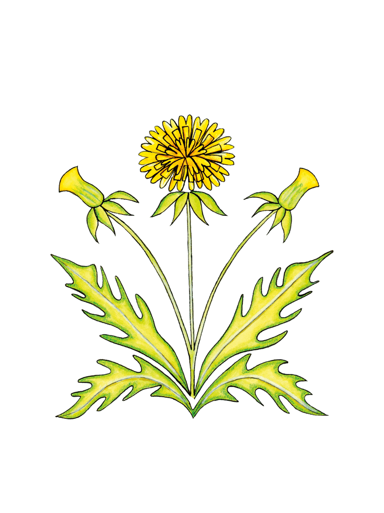 illustration of dandelion