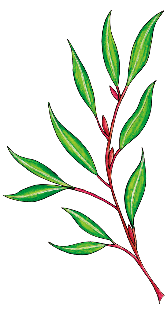 illustration of red willow