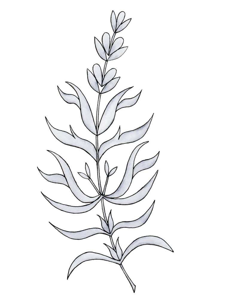 illustration of sage