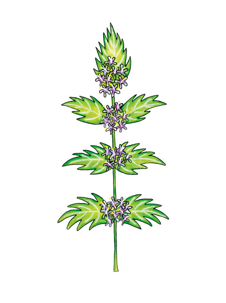 illustration of wild mint