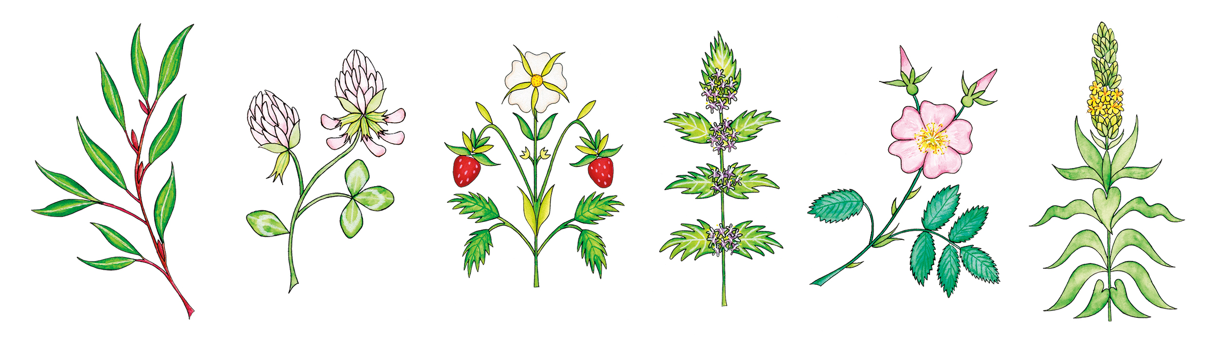 Illustration of arboretum plants