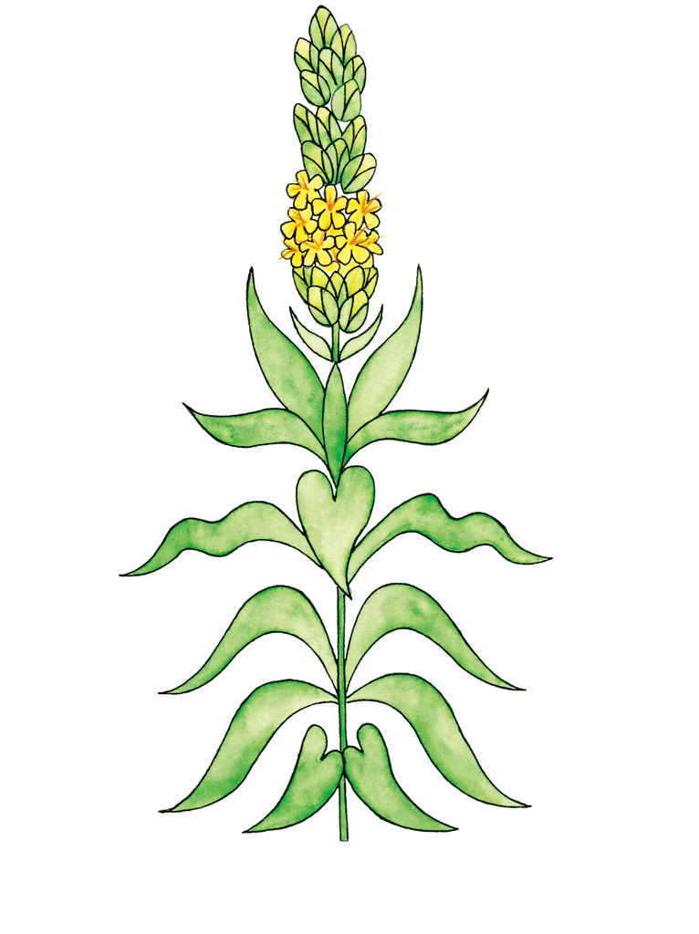 illustration of mullein