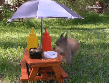 picnic