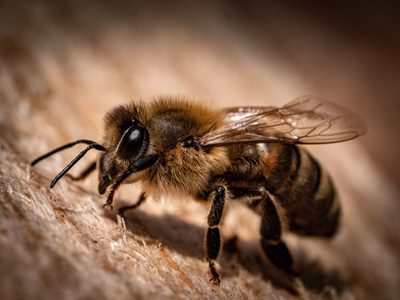 Picture of a bee