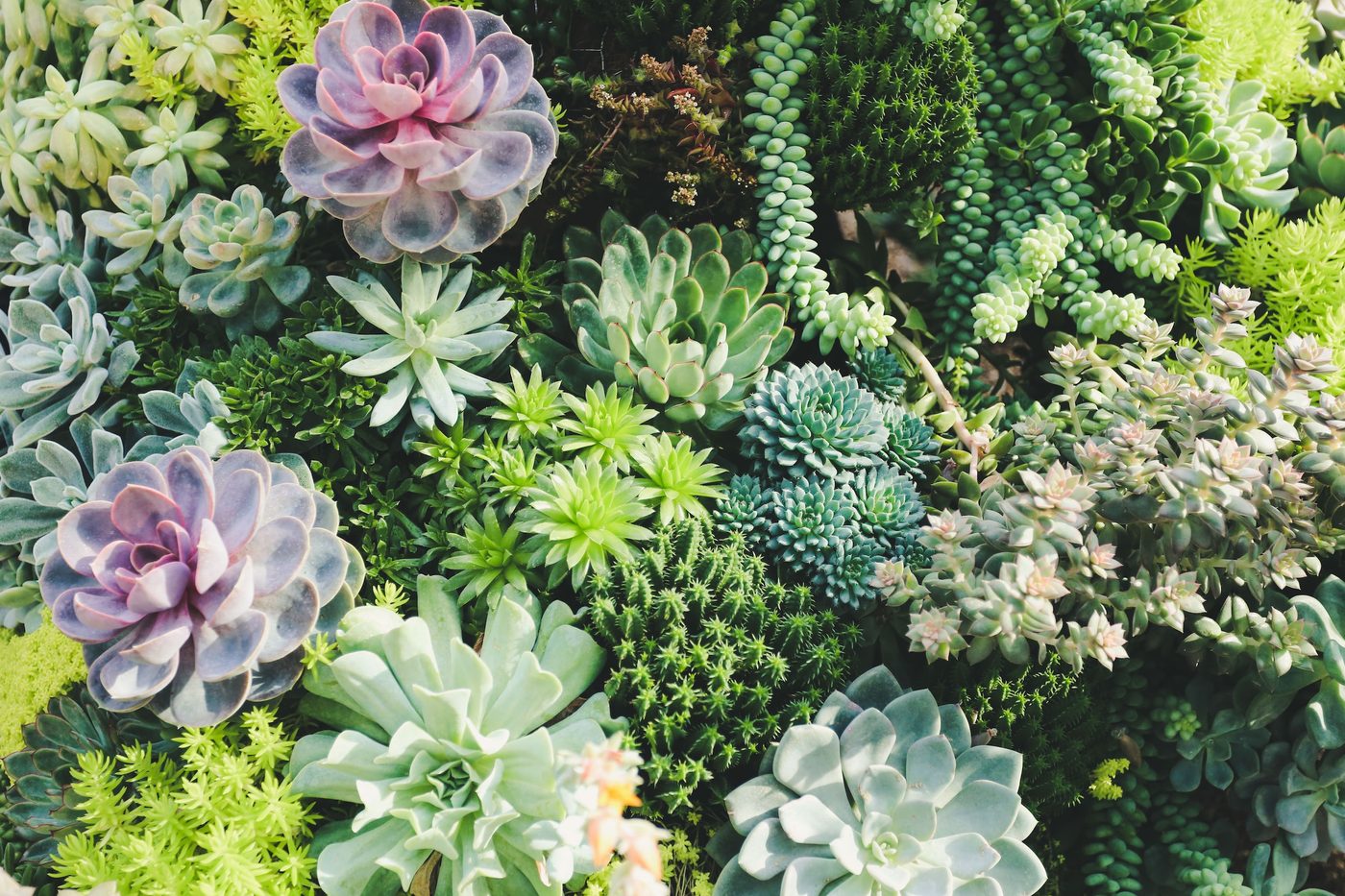 A colorful arrangement of succulent plants