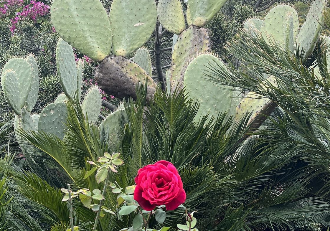 cactus
