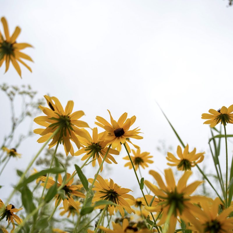 Summer Activities and Community – Student Resource Guide – Carleton College