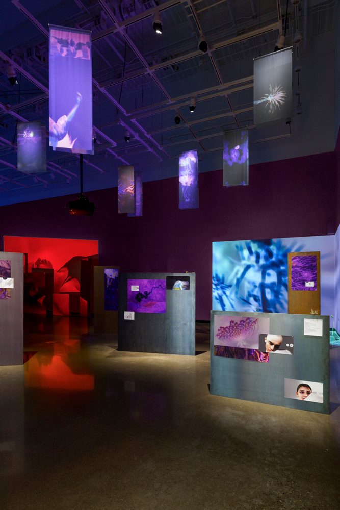 Spotlights highlight images of various sizes, posted to a grouping of gray panels standing along the floor, and on purple and black fabric banners suspended from the ceiling. The left back wall has a projection of a person laying down, in monochromatic red lighting. The right back wall has a projection of an inverted blue thistle.