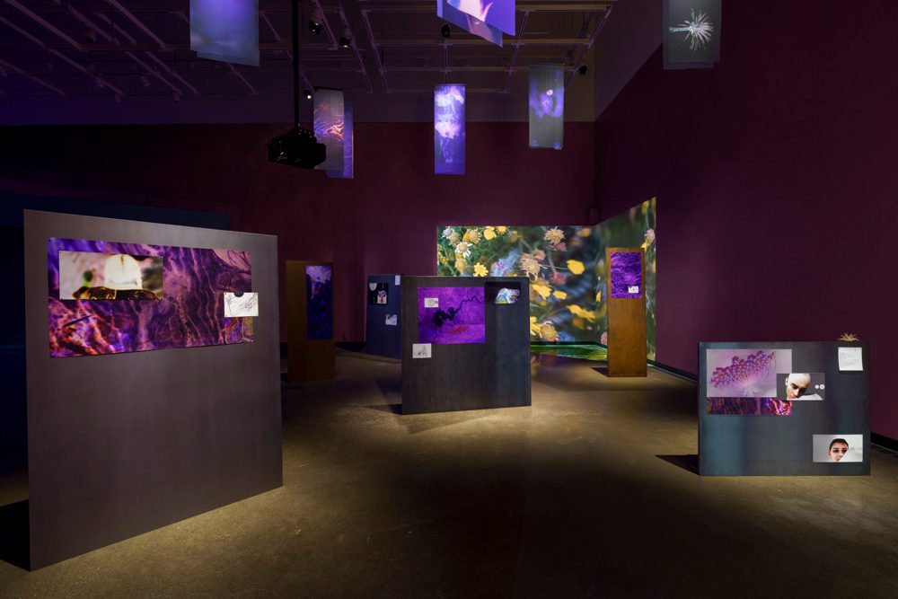 Spotlights shine on images of various sizes posted to a grouping of gray panels along the floor and on purple fabric banners suspended from the ceiling. A single video channel projects yellow flowers on the back corner wall.