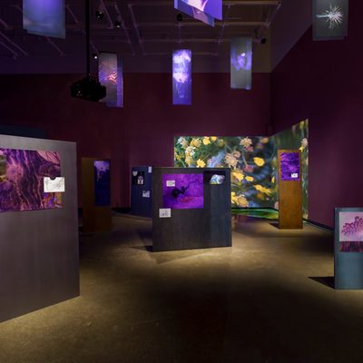 Spotlights shine on images of various sizes posted to a grouping of gray panels along the floor and on purple fabric banners suspended from the ceiling. A single video channel projects yellow flowers on the back corner wall.
