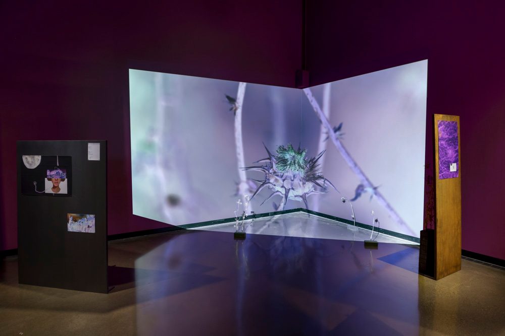A single channel video of an inverted blue and purple thistles is projected along a back corner wall. Multiple concrete bricks with a skeletal thistle plant stuck into it sit across the floor. On each side of the projection are images posted to standing gray and brown panels.