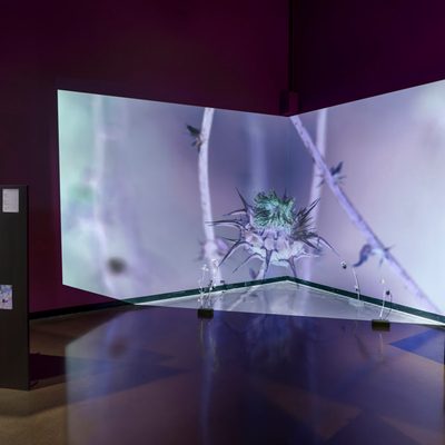 A single channel video of an inverted blue and purple thistles is projected along a back corner wall. Multiple concrete bricks with a skeletal thistle plant stuck into it sit across the floor. On each side of the projection are images posted to standing gray and brown panels.